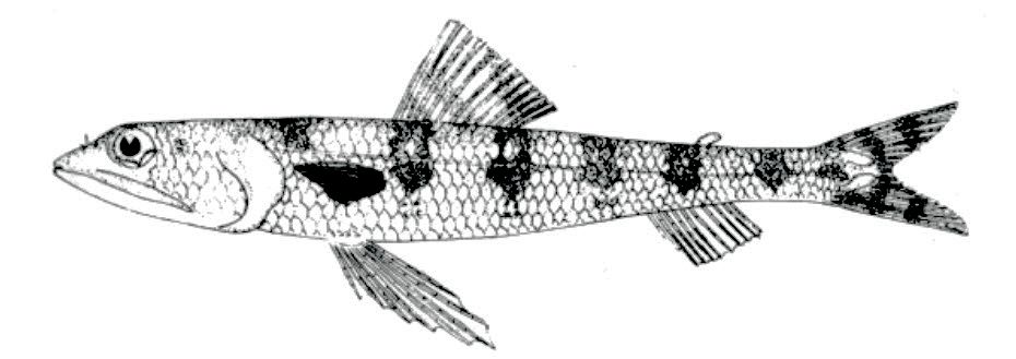 Synodus synodus_01.jpg